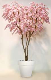 Cherry Blossom Tree Pink 